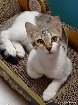 Tony, 6 months old for adoption/ טוני, בן 6 חודשים גור לאימוץ