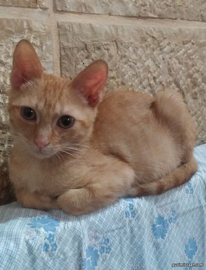 Orange, 3 month old. Tame kitten for adoption.