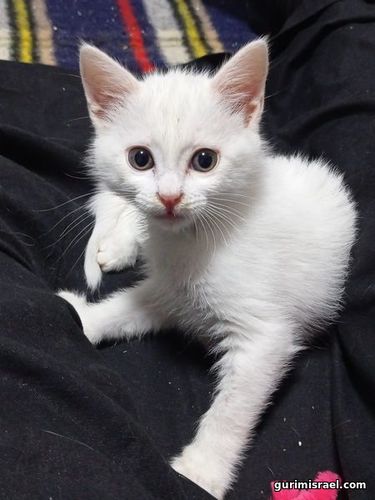 Snowball, male kitten for adoption, 3 months old.