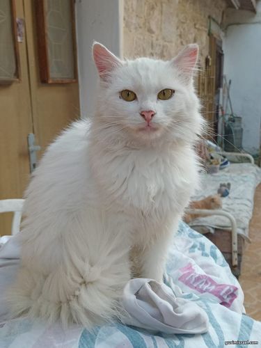 Lilu, 1 year old, young cat for adoption